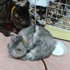 サバトラ毛長/保護猫/慣らし中/初風呂/初シャワー/ガクブル/... サクラ初めてのバケツ風呂&シャワー🙀
連…