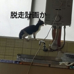 腰が痛すぎー/ハチワレ子猫保護/猫との暮らし＆多頭飼い/保護猫ハチワレアゴヒゲ面 昨日と今日、夜は少し扇風機だけでいけるか…(2枚目)