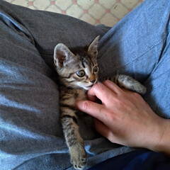 体重/畑/キジトラ/猫との暮らし/保護猫/子猫/... 今日の子ニャンコ
少し元気になったのか…