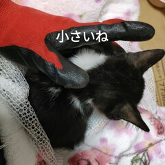 保護猫ハチワレアゴヒゲ面/過酷な野良猫生活/猫との暮らし＆多頭飼い/里親さん、ありがとう/足が痛いよ〜/腰が痛すぎー/... 朝起きて、ニャンズ事して
野良保護ニャン…(2枚目)