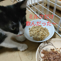 腰が痛すぎー/ハチワレ子猫保護/猫との暮らし＆多頭飼い/保護猫ハチワレアゴヒゲ面 昨日と今日、夜は少し扇風機だけでいけるか…(4枚目)