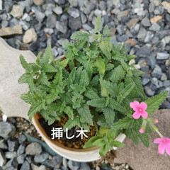 メダカの学校/プルーン　イチジク　レモン/外の植物/痒い痒い/汗だく　外作業 今日も暑いな〜🥵

草取り一回戦30分で…(7枚目)