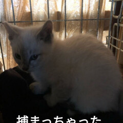里親/茶トラ白/キジトラ/シャム猫/捕獲猫/保護猫 1枚目は
先日近所の畑のおじさんから
親…