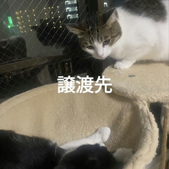 野良猫　保護猫/猫との暮らし&amp;多頭飼い/個人保護猫活動/野良猫　うめ物語/こんな事は初めて/出戻り子猫ちゃん うめ物語③
うめちゃん、金曜日の夕方帰っ…(6枚目)