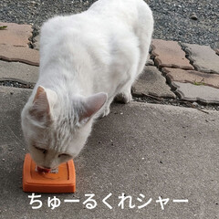 猫との暮らし&amp;多頭飼い/野良猫　保護猫 今日は寝起きからモーモー&amp;ナナケージの
…(8枚目)