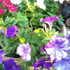 多肉植物/お好み焼き/晩御飯/不思議/綺麗/色混じり/... 安いペチュニア
紫と白を植えてたら　紫に…(1枚目)