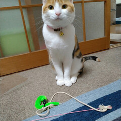ビール/ジョッキ生缶/一年/野良猫から飼い猫へ/ニャンコ同好会/猫との暮らし/... 今日でモモが岡山から来て一年です🐱
色々…