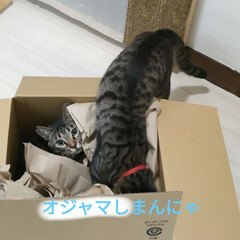 保護猫　子猫/ニャンズの生活/猫との暮らし＆多頭飼い/猫三昧　ねこだらけ 気圧で、あちこちアイタタ😵
洗濯して、毛…(5枚目)