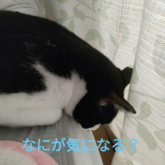 ダイソー　塩飴/ダイソー/保護子猫/猫との暮らし＆多頭飼い/咳が出る　喉がイガイガ/ニャンコもワンコも鳥も大好き/... 昼前には、40℃超え💦
身体をクーラーで…(3枚目)