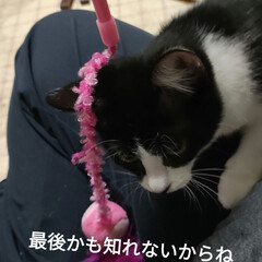 注射がんばりました/猫エイズ白血病検査/保護野良子猫トライアル/猫との暮らし＆多頭飼い　保護猫 9月初めに保護したハチワレうめちゃん😺
…(9枚目)