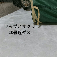 猫のオモチャ　ジモティー/猫との暮らし＆多頭飼い　保護猫 ここ数日、夜窓を開けて換気扇回してたら
…(7枚目)