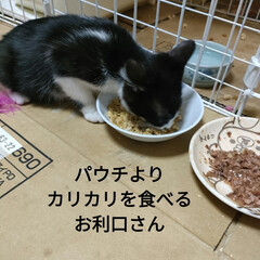 知り合いお爺さん/真夜中のゴソゴソ/ハチワレ子猫保護/猫との暮らし＆多頭飼い/お腹ポンポコリン 昨日は、前に猫を4匹捕まえて避妊手術して…(6枚目)