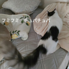 あちこち疼く/猫との暮らし＆多頭飼い/可愛いニャンズ達 ①おはようのケージ開放の後😺😺😺

今日…(3枚目)