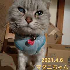 サクラカット/さくら耳猫/ご縁/可愛い/猫との暮らし/ニャンコ同好会/... 先程 マダニちゃん(テラ)のお迎えに
こ…