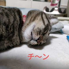 保護猫＆サクラ耳猫/猫との暮らし＆多頭飼い/猫の世界 一昨日と、昨日は
ちょっと散歩大好きおば…(3枚目)