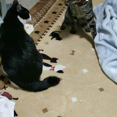 テンVSモーモー/野良猫　保護猫/猫との暮らし&amp;多頭飼い モモが寝てるの見たら、2度見しました🤣
…(10枚目)