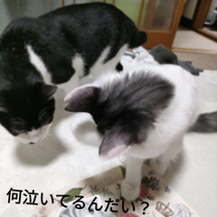 保護猫去勢手術/猫との暮らし＆多頭飼い　保護猫/セリア 昨日は、朝からナナちゃんの去勢手術へ🛵
…(3枚目)