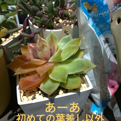 猫/フィギュア/ジュレた/多肉植物/子猫/威嚇猫/... 水槽の一つの子メダカ一気に消えてた😲
多…