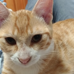 オス/ねこ/ペット/バトル/耳ダニ治療中/先住猫さん/... 保護猫茶トラ白ちゃん治療中
テンちゃんに…