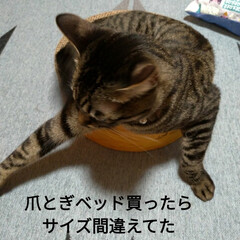 Amazon/キジトラ/腕の痛み/コロナワクチン接種/ニャンコ同好会/猫との暮らし/... 今月モモとチロの誕生日だろうからとAma…