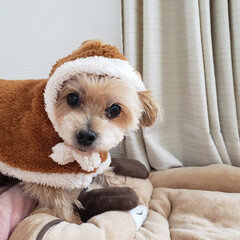 犬/トナカイ/クリスマス2019 愛犬がトナカイの格好をしています。(1枚目)