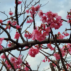 「河津桜咲き始めした。今年は、少しはやいか…」(3枚目)