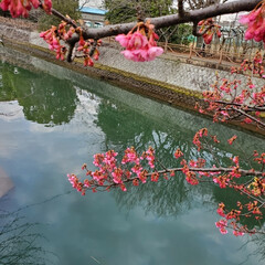 「河津桜咲き始めした。今年は、少しはやいか…」(1枚目)