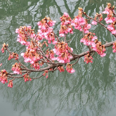 「河津桜咲き始めした。今年は、少しはやいか…」(2枚目)