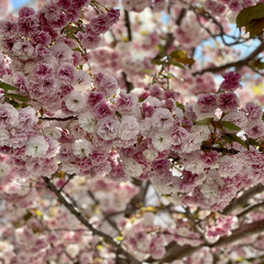 「ご近所の医学大学の外に咲いてた
八重桜🌸…」(3枚目)