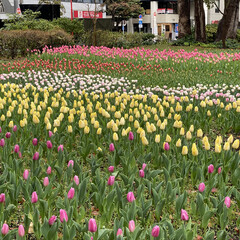 花/花のある風景 横浜公園のチューリップ🌷
色とりどりで可…(2枚目)