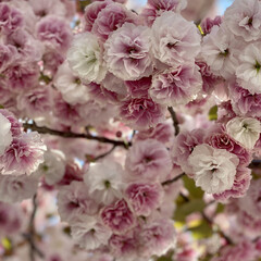 「ご近所の医学大学の外に咲いてた
八重桜🌸…」(2枚目)