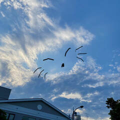 雲 雲と雲の間が猫みたいな形に
見えたので落…(1枚目)