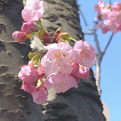 春/花/桜 ヨウコウ桜が一気に咲いてます🌸
道路から…(1枚目)