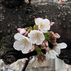 「枝いっぱいに咲く桜は綺麗で大好きですが、…」(1枚目)