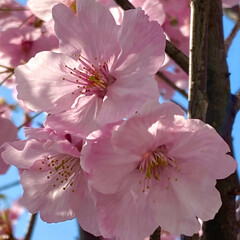 花のある風景/さくら 家から直ぐにある道路に咲く、ヨウコウ桜🌸…(2枚目)