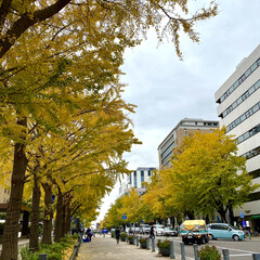 いちょう 日本大通りのいちょう並木

仕事の研修で…(1枚目)
