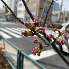 春/花/桜 ヨウコウ桜が、もうすぐ咲きそうです🌸
楽…(1枚目)