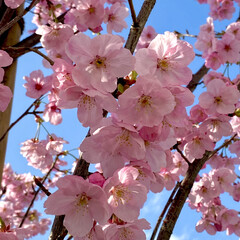 花のある風景/さくら 家から直ぐにある道路に咲く、ヨウコウ桜🌸…(1枚目)