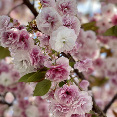 「ご近所の医学大学の外に咲いてた
八重桜🌸…」(1枚目)