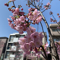 春/花/桜 ヨウコウ桜が一気に咲いてます🌸
道路から…(2枚目)