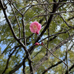 散歩/紅梅/花 昼休み散歩で公園の紅梅が咲いてるのを見つ…(1枚目)