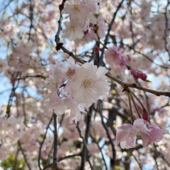 花のある風景/花/さくら 枝垂れ桜🌸
写メを撮るのが難しいです(^…(1枚目)