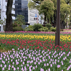 花/花のある風景 横浜公園のチューリップ🌷
色とりどりで可…(1枚目)