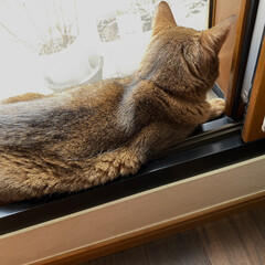 台風🌀前の/貴重な晴れ日/ねこ猫💤/今日はちょっと暑いよ💦/でも、/気持ちイィ~のかなぁ~ aroma日向ぼっこ

どーにか、おさま…(2枚目)