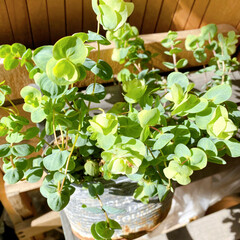 春ハル/植物/オレガノ/ロタンダフォーリア お休みなのでGreen shopへ。
…