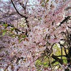 頑張るべ💪/ありがとう/東北の桜/春 今年も✨綺麗な桜🌸をありがとう💕💕💕(3枚目)