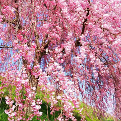 頑張るべ💪/ありがとう/東北の桜/春 今年も✨綺麗な桜🌸をありがとう💕💕💕(4枚目)