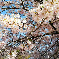 頑張るべ💪/ありがとう/東北の桜/春 今年も✨綺麗な桜🌸をありがとう💕💕💕(2枚目)