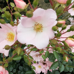 バラ、ばら、薔薇/昨日/👀📷️✨/介護施設のお庭で おはようございます☀️🙋‍♀️
5月21…(4枚目)