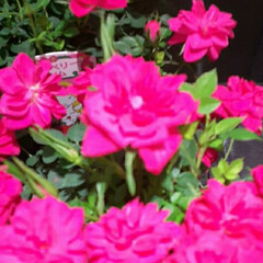 先日/買い物に行ったスーパーで/桜っぽいピンクのミニ薔薇/ミニ薔薇 おはようございます☀️🙋‍♀️
3月27…(1枚目)